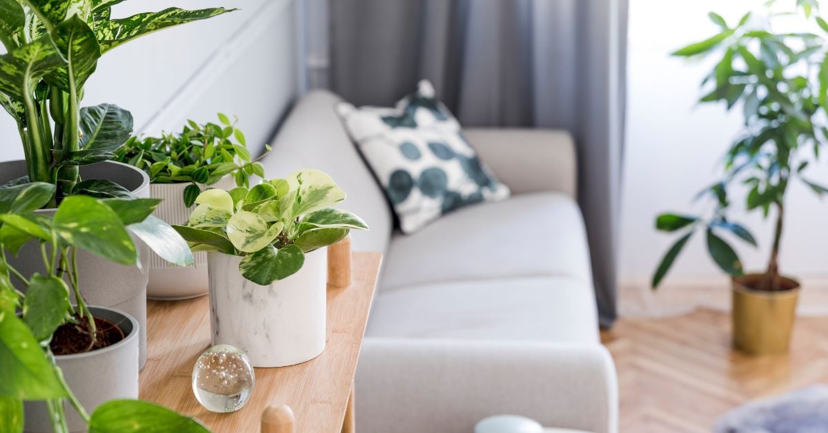 A Guide To Adding Plants To Your Home