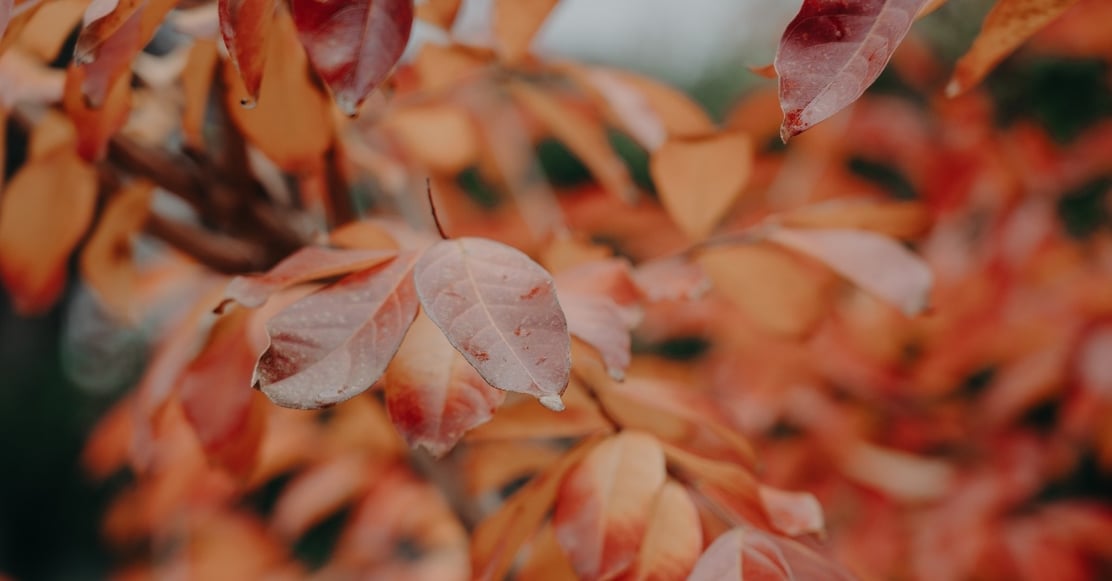 Blog Template_ce